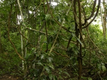 Imagen Lagunas de Sardinayacu 
